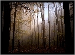 Las, Mgła, Przebijające Światło