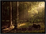 Las, Poranek, Przebijające Światło