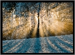 Las, Drzewa, Zima, Śnieg, Przebijające Światło