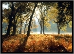 Las, Przechodzące Światło Jesień, Paprocie