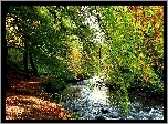 Rzeka, Las, Liście, Ścieżka, Przebijające, Światło, Jesień