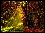 Las, Ścieżka, Promienie, Słońca, Jesień