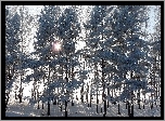 Las, Drzewa, Promienie, Słońca, Zima