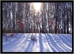 Las, Promienie Słońca, Śnieg