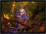 Las, Powalone drzewa, Przebijające światło, Wodospad