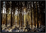 Las, Drzewa, Przebijające światło, Zima