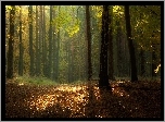 Las, Liście, Przebijające, Światło, Jesień