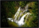 Wodospad Panther Creek Falls, Stan Waszyngton, Stany Zjednoczone Las, Drzewa