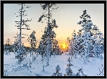 Las, Śnieg, Wschód słońca