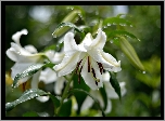 Lilie, Białe, Kwiaty, Bokeh, Deszcz