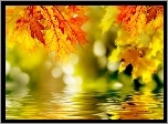 Jesień, Liście, Woda