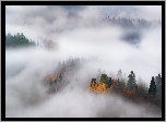 Jesień, Mgła, Drzewa