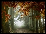 Las, Drzewa, Jesień, Mgła
