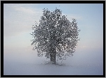 Zima, Mgła, Drzewo