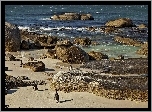 Morze, Plaża, Kamienie, Pingwiny