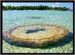 Morze, Palmy, Mały, Atoll