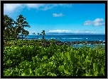 Morze, Plaża, Palmy, Hawaje