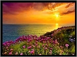 Morze, Zachód Słońca, Kwiaty