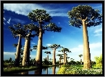 Baobaby, Nad, Rzeką