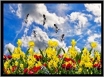 Wiosna, Kwiaty, Narcyzy żonkile, Ptaki, Gęsi, Niebo, Chmury Narcyz