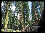 Stany Zjednoczone, Stan Kalifornia, Park Narodowy Redwood, Las, Sekwoje, Przebijające, Światło