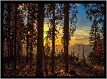 Stany Zjednoczone, Stan Kalifornia, Park Narodowy Yosemite, Drzewa, Las, Wschód słońca, Góry