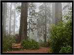 Stany Zjednoczone, Stan Kalifornia, Park Narodowy Redwood, Mgła, Droga, Ławka, Drzewa, Sekwoje