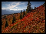 Jesień, Góry, Drzewa, Kolorowe, Rośliny, Wzgórze, Mgła, Niebo