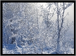 Zima, Śnieg, Drzewa, Krzewy, Ośnieżone, Gałęzie, Mgła