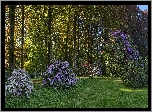 Niemcy, Gablenz, Park Rododendronów Kromlau