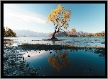 Nowa Zelandia, Góry, Jezioro Wanaka, Drzewo