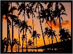 Palmy, Ocean, Zachód, Słońca, Wyspa, Hawaje, USA