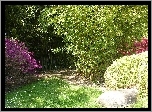 Ogród, Azalie, Różanecznik