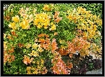 Ogród, Kwitnąca, Żółta, Bugenwilla