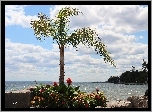 Jezioro, Ontario, Kanada, Palma, Kamienie, Kwiaty, Drzewa, Nabrzeże