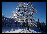 Zima, Ośnieżone, Drzewa , Promienie, Słońca, Śnieg ,Droga