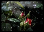 Pąki, Róż, W Deszczu