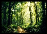 Las, Drzewa, Ścieżka, Paprocie, Promienie słońca