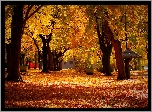 Park, Drzewa, Liście, Alejki, Jesień