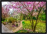 Park, Kwitnące, Drzewa, Ścieżki, Wiosna