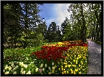 Park, Tulipany, Droga, Drzewa