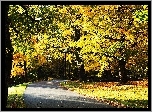 Park, Jesień, Alejka, Drzewa, Droga