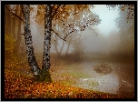 Jesień, Park, Świt, Mgła, Drzewa, Brzoza, Staw, Kamień