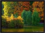 Park, Staw, Jesień, Kolorowe, Drzewa