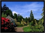 Park, Altanka, Kwitnące, Rododendrony