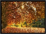 Park, Jesień, Liście, Drzewa