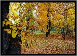 Park, Jesień, Drzewa, Pień, Kasztanowiec