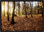 Park, Drzewa, Jesień, Przebijające Światło