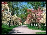 Park, Wiosna, Biało, Różowe, Drzewa