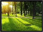 Park, Drzewa, Zielona, Trawa, Lato